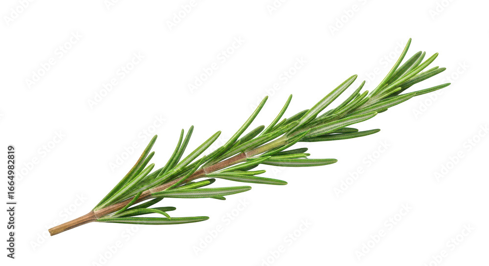 Fototapeta premium Single green rosemary sprig with needle like leaves on background herb plant