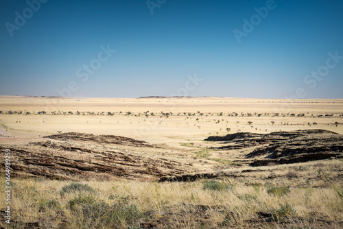 Landscape view of dry savana and a line of trees in Namibia