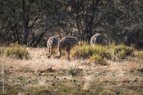 Canvas Print Young ostriches pecking on the ground