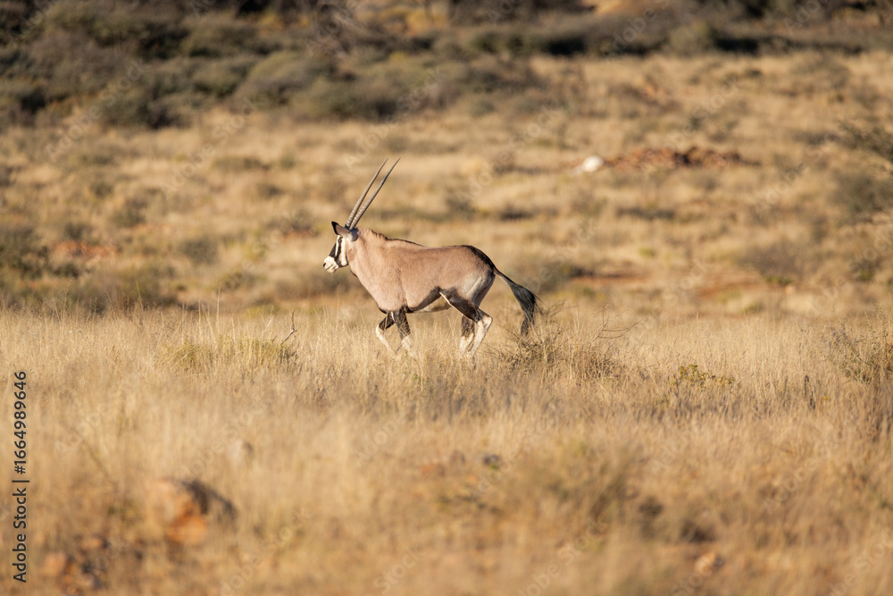 Fototapeta premium Oryx running away in namibian savanna