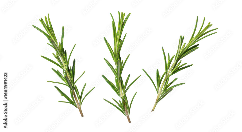 Fototapeta premium Three fresh green rosemary sprigs isolated on background herb spice