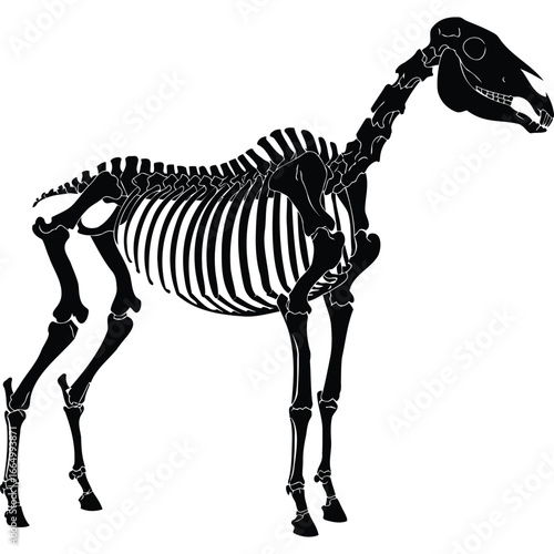 Horse Skeleton Black Silhouette Anatomy bones equine animal zoology veterinary medicine illustration white background graphic diagram biology