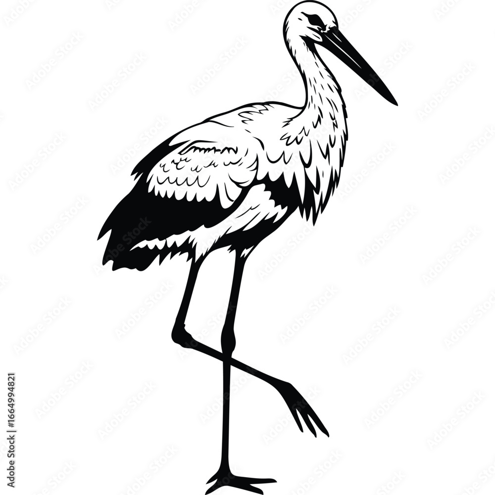 Obraz premium White Stork Bird Black and White Illustration drawing vector graphic wildlife nature animal avian ornithology zoology fauna feather beak