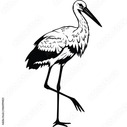 White Stork Bird Black and White Illustration drawing vector graphic wildlife nature animal avian ornithology zoology fauna feather beak