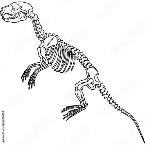 Animal Skeleton Line Art Illustration bones anatomy zoology biology black and white vector graphic drawing scientific educational textbook
