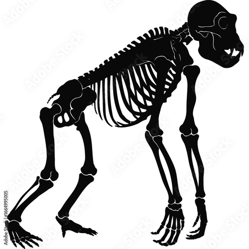 Ape Skeleton Silhouette Anatomy Biology primate zoology bones skull hands feet legs arms black and white high contrast illustration graphic