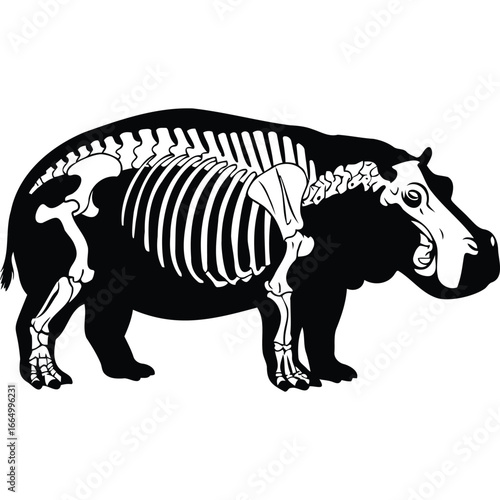 Hippopotamus Skeleton Anatomy Illustration hippo bones animal wildlife zoology biology science graphic vector black and white monochrome