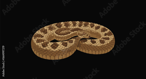 Close up of a coiled rattlesnake on black background
