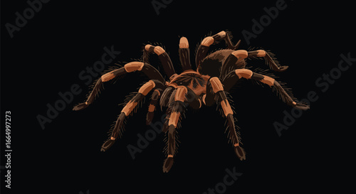 Costa Rican Zebra Tarantula Aphonopelma seemanni on Black Background Stock Photo