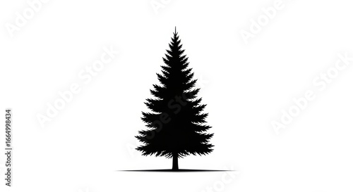 Silhouette of a Tall Evergreen Tree with Dense Branches on White Background