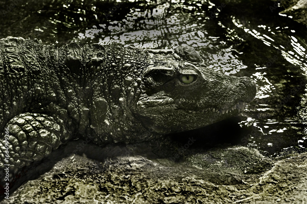 Obraz premium Chinese alligator at the pool. Latin name - Alligator sinensis 