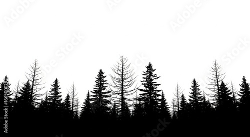 Silhouette of Tall Evergreen Trees on White Background in Minimalist Nature Scene
