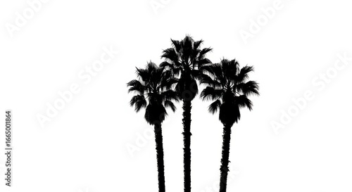 Silhouetted Palm Trees on White Background in Minimalist Style
