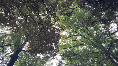 Looking Up at Trees