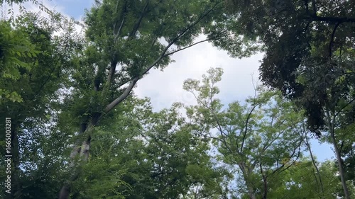 Looking Up at Trees