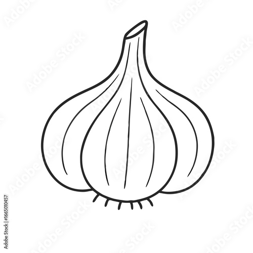 garlic vector illustration