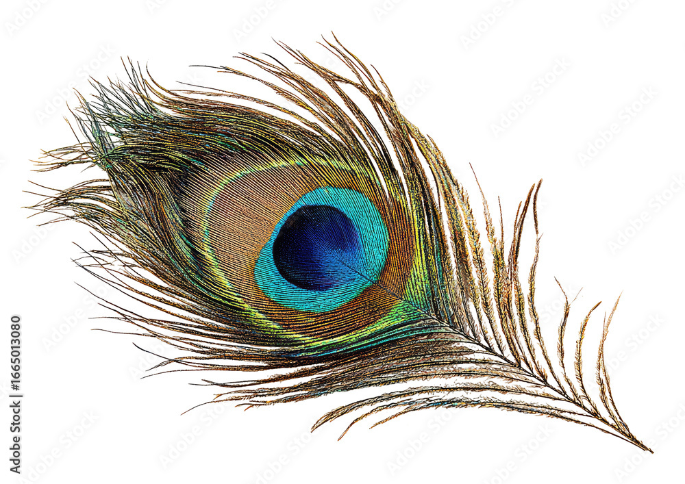 Obraz premium Close-up of a peacock feather, displaying vibrant colors and intricate structure