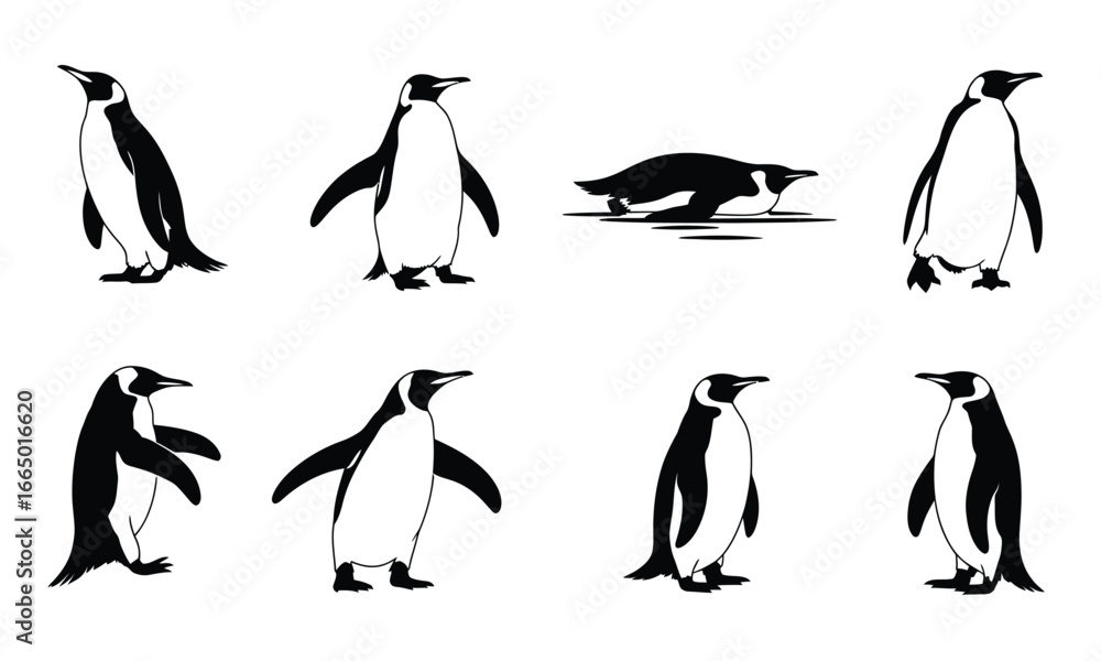 Fototapeta premium Black and white penguin illustrations animal wildlife
