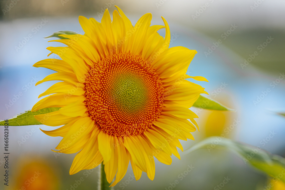 Fototapeta premium Extreme close-up of a bright sunflower showing intricate details of the seed pattern and yellow petals, set against a soft blue sky background.