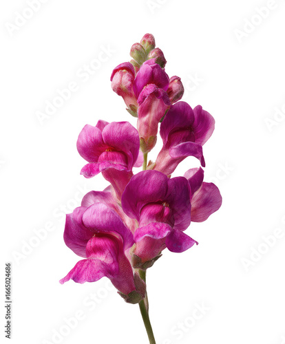 Close-up of vibrant pink snapdragon flower