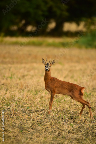 roebuck in nature at early morning
