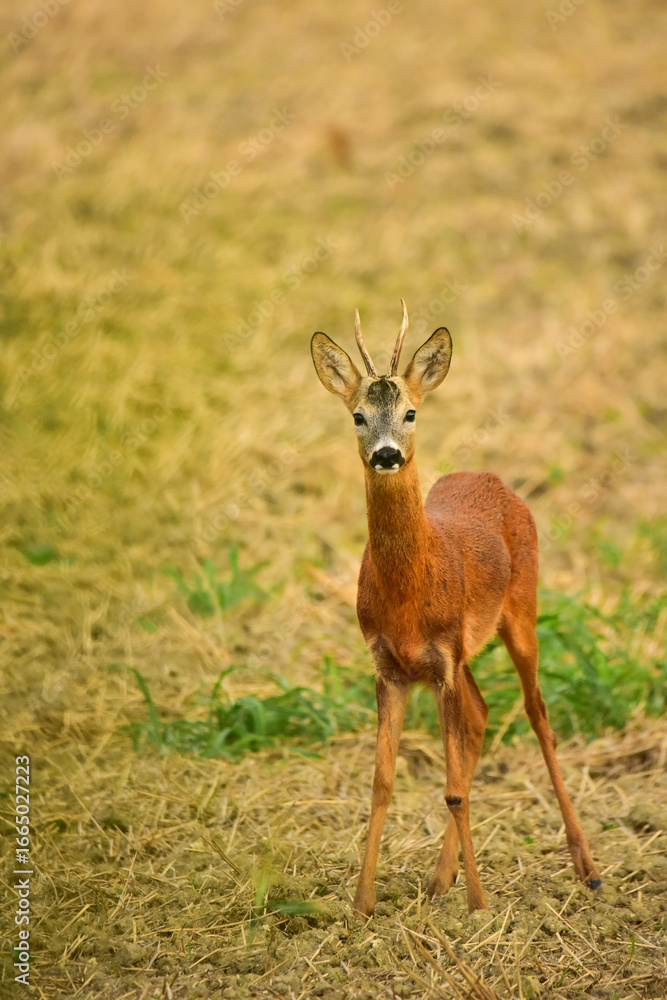 Obraz premium roebuck in nature at early morning