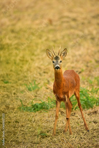 roebuck in nature at early morning