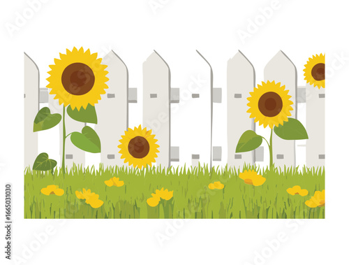  A charming white picket fence with a cheerful arrangement of bright yellow sunflowers on a sunny day