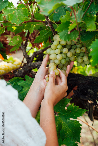 Woman picking grapes in a vineyard nice
