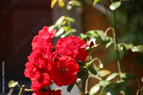 Rote Rosen in der Sonne