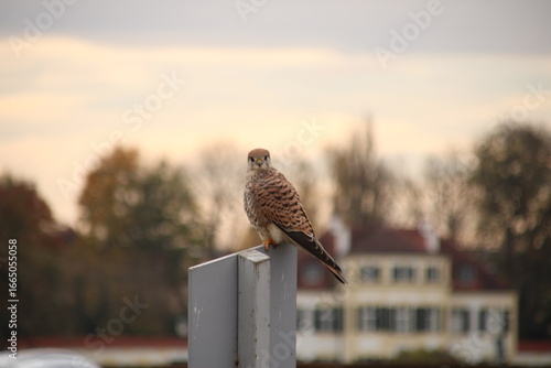 Bussard auf Hochstand