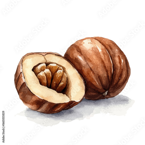Roasted Chestnuts, watercolor drawing vector, isolated on a white background.