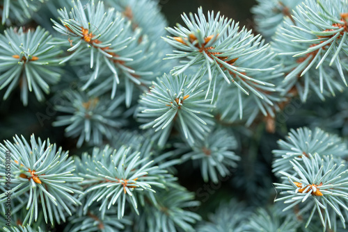 pine needles background