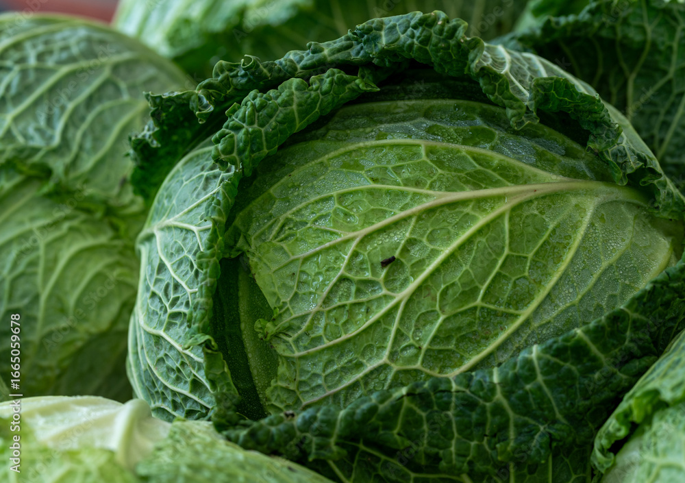 Fototapeta premium green cabbage in the garden