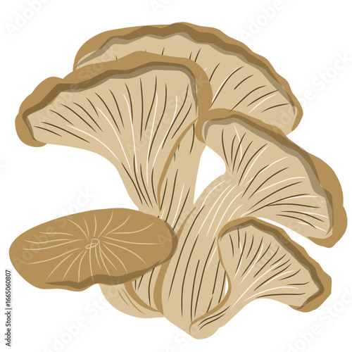 Oyster mushroom illustration, mushroom vector with flat design, vegetarian food
