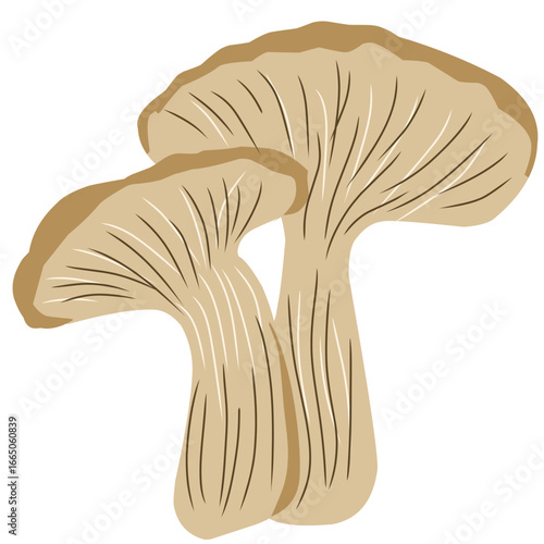 Oyster mushroom illustration, mushroom vector with flat design, vegetarian food
