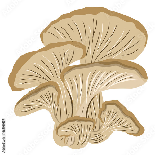 Oyster mushroom illustration, mushroom vector with flat design, vegetarian food
