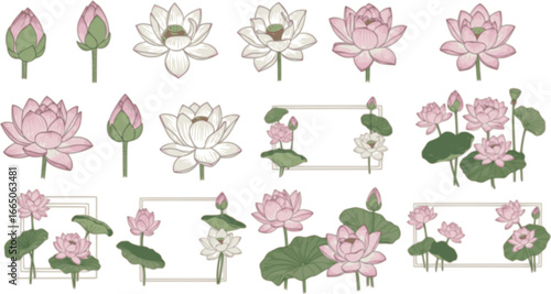 set of Vector. Engraved black and white ginkgo leaf. Plant botanical garden. Isolated ginkgo illustration element.
