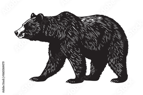 Detailed black and white illustration of a walking bear