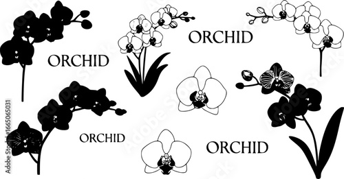 set of Orchid flower in a vector style isolated. Full name of the plant: orchid. Vector flower for background, texture, wrapper pattern, frame or border.
