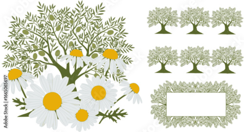 set of Daisy in a vector style isolated. Full name of the plant: daisy, chamomile. Vector olive tree for background, texture, wrapper pattern, frame or border