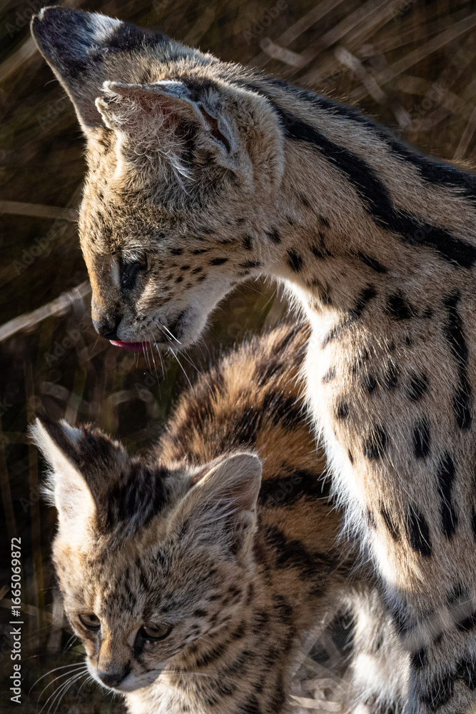 Fototapeta premium Faszinierende Landschaften und Tierwelten der Masai Mara, Kenia