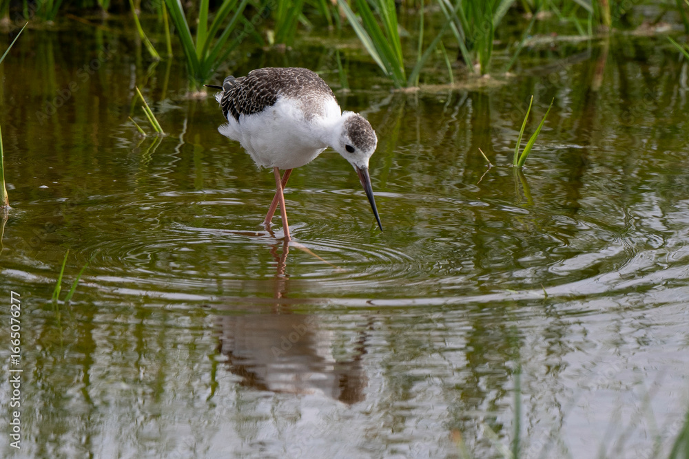 Obraz premium Echasse blanche, jeune, Himantopus himantopus, Black winged Stilt