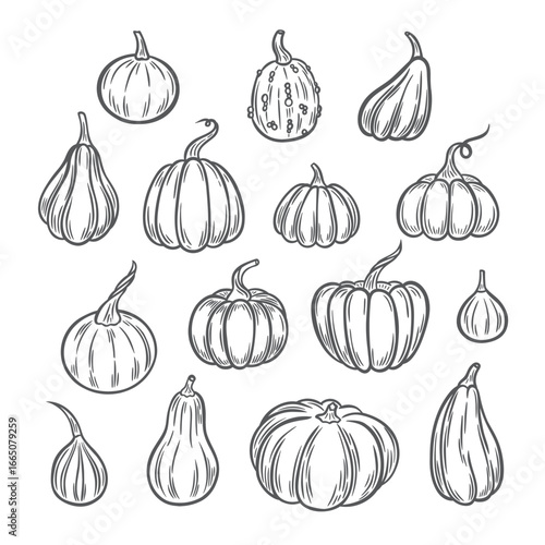 Pumpkins Line Art Illustration, Outline Pumpkin arrangement Hand Drawn Illustration