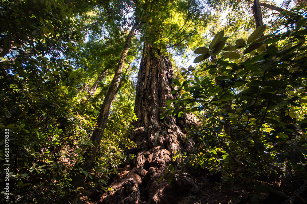 Fototapeta premium Tree in coastal California forest