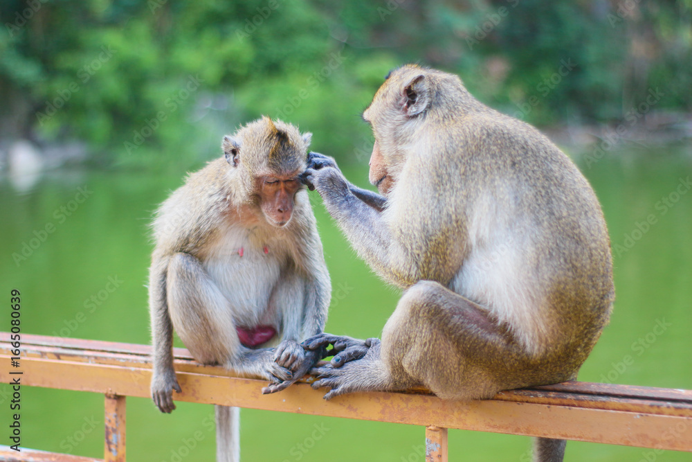 Naklejka premium Relaxed female macaque with eyes closed as her mate grooms near a green reservoir, surrounded by lush tropical jungle in Southeast Asia.