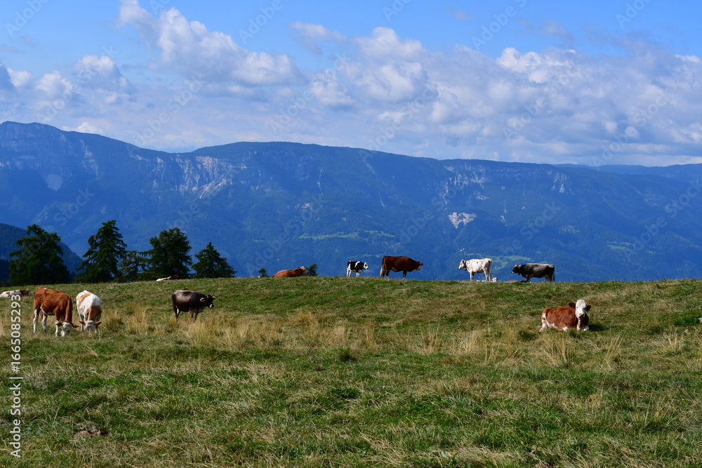 Fototapeta premium Kühe auf der Weide am Jenesier Jöchl in Südtirol 