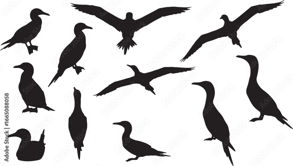 Obraz premium A collection of various cormorant bird silhouettes in different positions, including flying, standing, and swimming, perfect for wildlife and nature themes