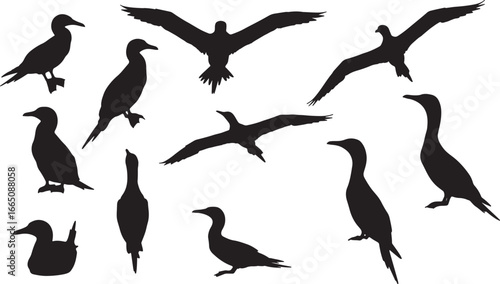 A collection of various cormorant bird silhouettes in different positions, including flying, standing, and swimming, perfect for wildlife and nature themes