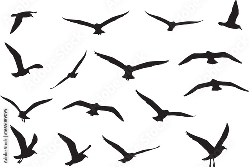 Collection of flying birds and seagull silhouettes in various graceful and dynamic poses, perfect for design elements